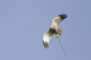 Harrier: Marsh Harrier - adult male in flight with nesting