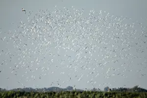 Panic: Marsh Harrier - causing panic amongst breeding