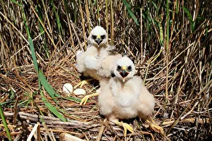 Beds: Marsh harrier (Circus aeruginosus) chicks nesting
