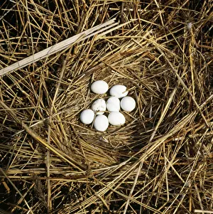 Anne Trap- Lind: Marsh Harrier - eggs in nest