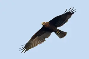 Aeruginosus: Marsh harrier - female in flight