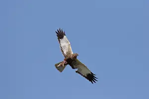 Harrier: Marsh Harrier female flight
