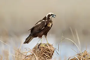 Reeds: Marsh Harrier - Female - UK