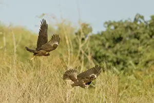 Harriers: Marsh Harrier - In flight