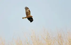 Aeruginosus: Marsh Harrier - In flight hunting