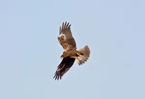 Aeruginosus: Marsh Harrier - In flight hunting