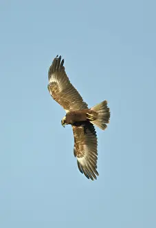 Harriers: Marsh Harrier - In flight hunting