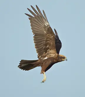 Aeruginosus: Marsh Harrier - in flight hunting for food - April