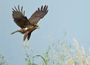 Aeruginosus: Marsh Harrier - in flight hunting for food - April