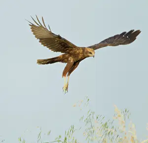 Aeruginosus: Marsh Harrier - in flight hunting for food - April