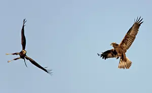 Harriers: Marsh Harrier - In flight play-fighting