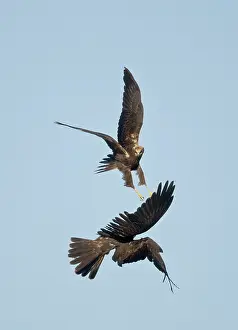 Harriers: Marsh Harrier - In flight play-fighting
