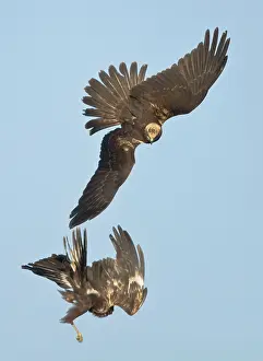 Harriers: Marsh Harrier - In flight play-fighting
