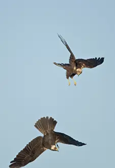 Harriers: Marsh Harrier - In flight play-fighting