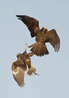 Harriers: Marsh Harrier - In flight play-fighting