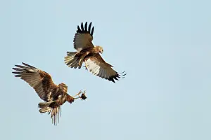 Harriers: Marsh Harrier - food pass