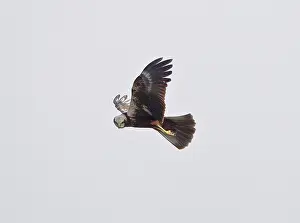 Harriers: Marsh Harrier - hunting over fields