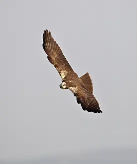 Harriers: Marsh Harrier - hunting over fields