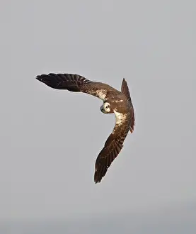Harriers: Marsh Harrier - hunting over fields