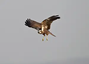 Harriers: Marsh Harrier - hunting over fields