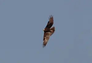 Scilly: Marsh Harrier - Juvenile in flight