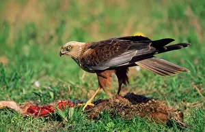 Roadkill: Marsh HARRIER - male, feeding on road kill
