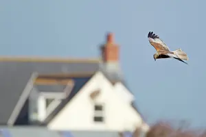 Harriers: Marsh Harrier - male with house in background