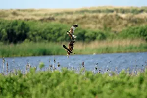 Passing: Marsh Harrier - Male passing food to female in
