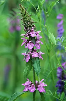 Stachys: Marsh hedgenettle