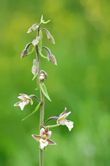 Epipactis: Marsh Helleborine