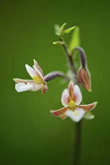 Smland: Marsh Helleborine