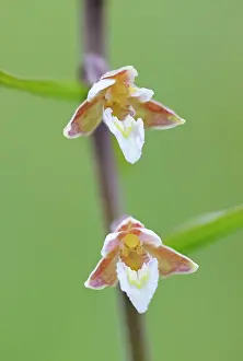 Epipactis: Marsh Helleborine
