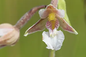 Kalmar: Marsh Helleborine