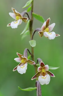 Verdon: Marsh Helleborine