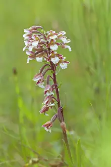 Palustris: Marsh Helleborine