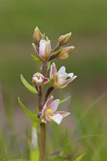 Grow: Marsh Helleborine