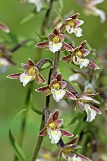 Epipactis: Marsh Helleborine - close up of flowers