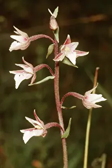 Orchids: Marsh Helleborine Orchid