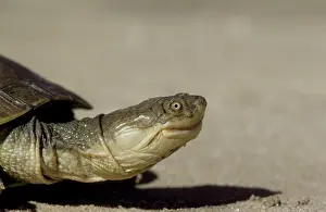 Helmeted: Marsh / Helmeted / Side-necked Terrapin
