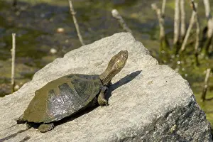 Helmeted: Marsh or Helmeted Terrapin - Basking on a stone