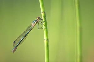Emerald: Marsh Horsetail