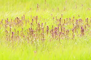 Drentsche: Marsh Lousewort