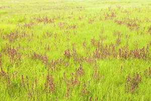Drentsche: Marsh Lousewort