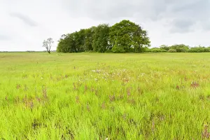 Drentsche: Marsh Lousewort