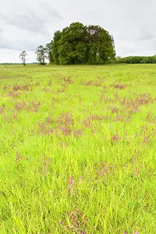 Drentsche: Marsh Lousewort