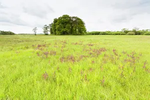 Drentsche: Marsh Lousewort