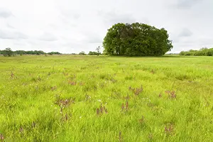 Drentsche: Marsh Lousewort