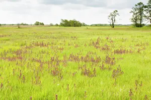 Drentsche: Marsh Lousewort