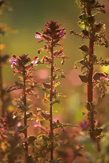 Nationaal: Marsh Lousewort