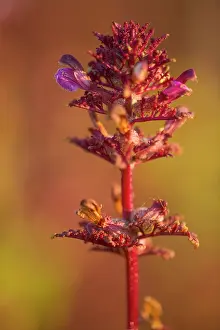 Nationaal: Marsh Lousewort